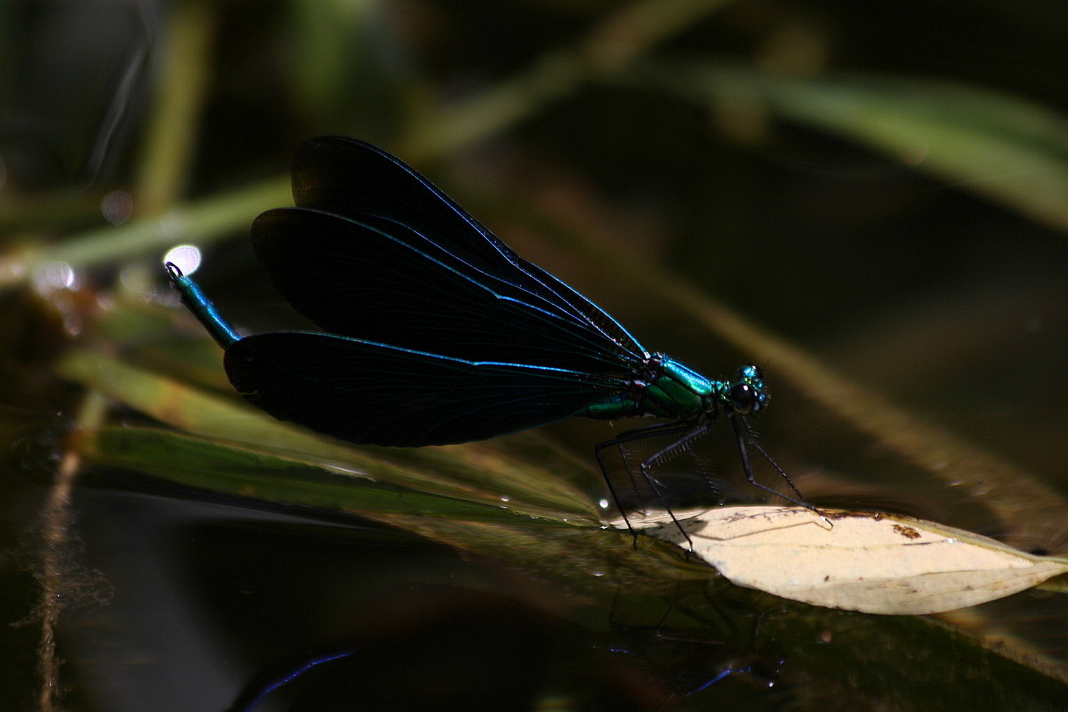 Accoppiamento Calopterix virgo - sequenza